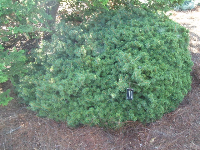Picea abies 