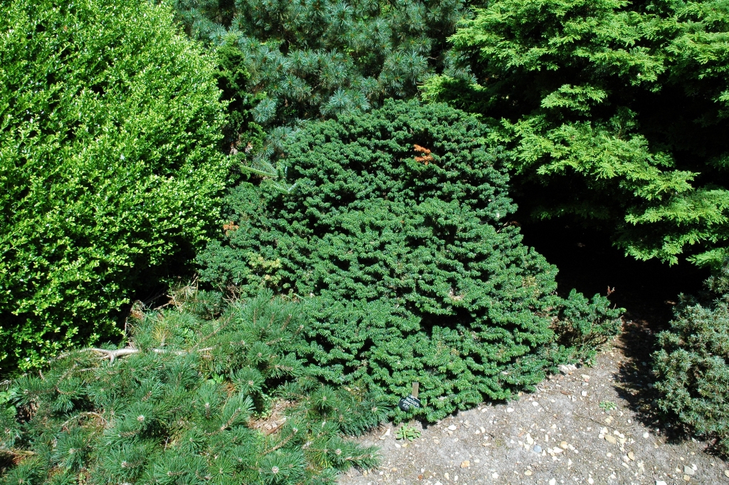 Abies balsamea 