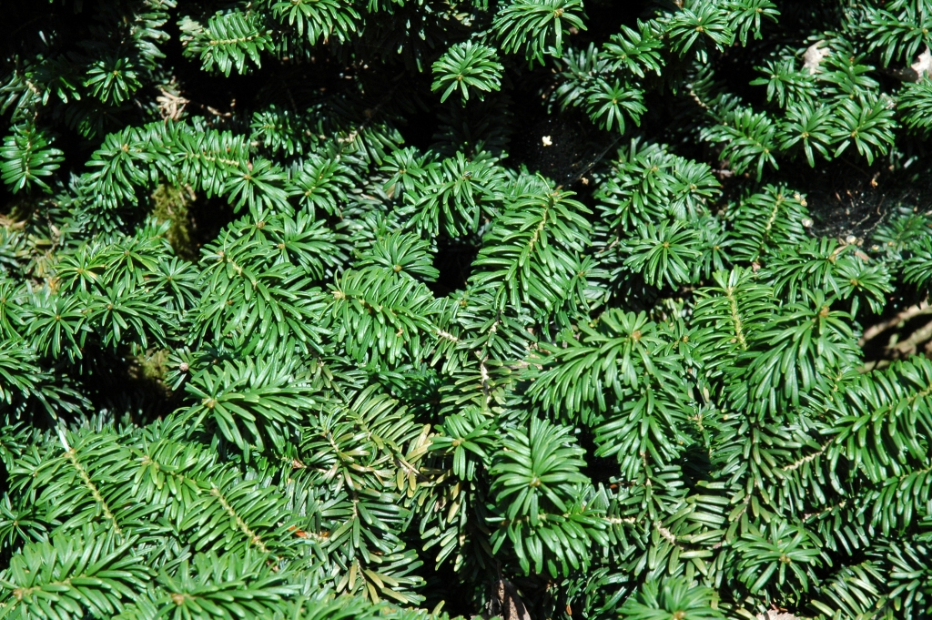 Abies balsamea 