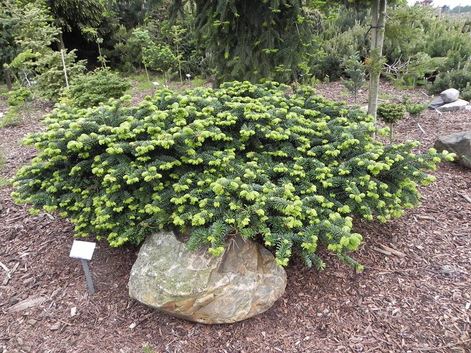 Abies balsamea 