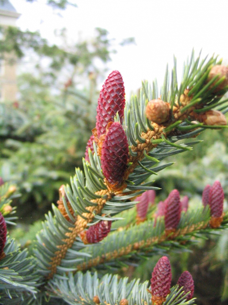 Picea jezoensis 
