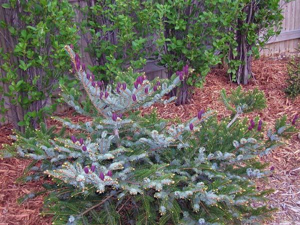 Picea jezoensis 
