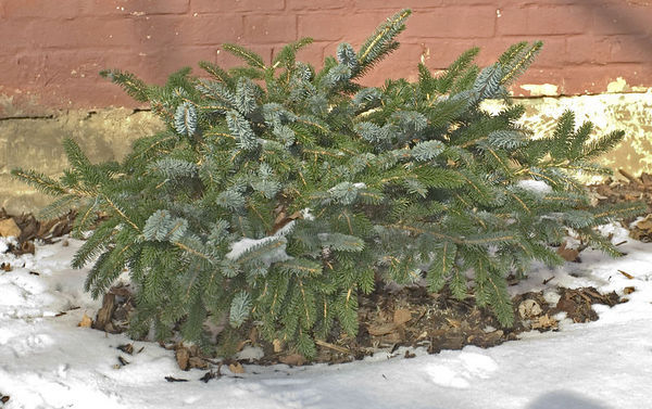 Picea jezoensis 