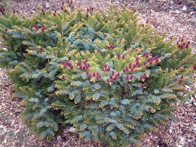 Picea jezoensis 