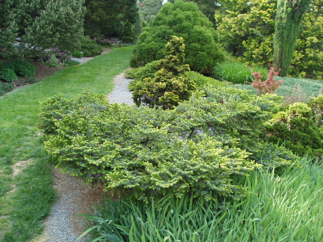 Picea jezoensis 
