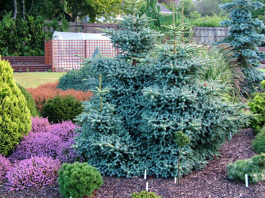 Abies pinsapo 