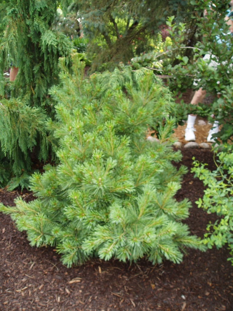 Pinus strobus 