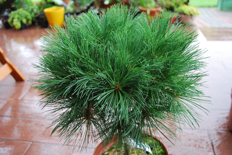 Pinus strobus 