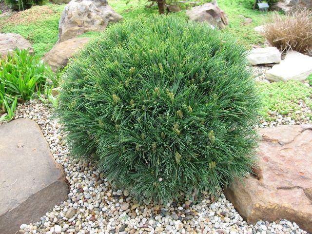 Pinus strobus 