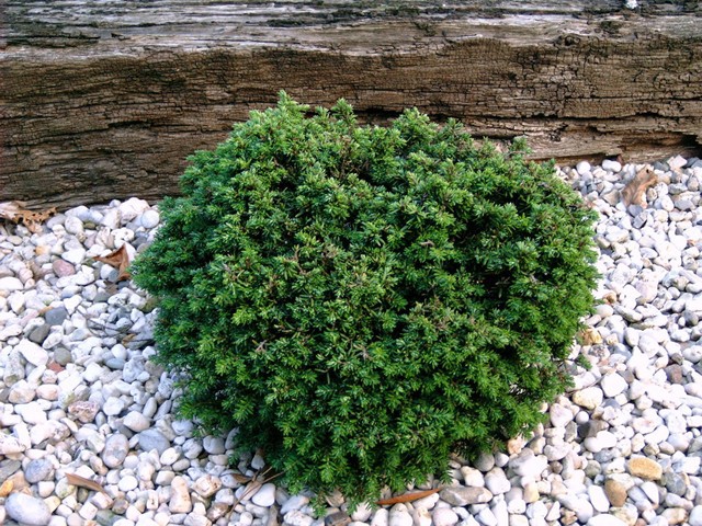 Tsuga canadensis 