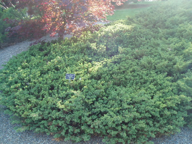 Juniperus communis 