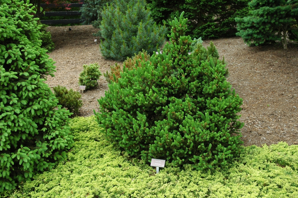 Picea abies 