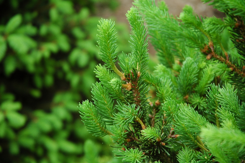 Picea abies 