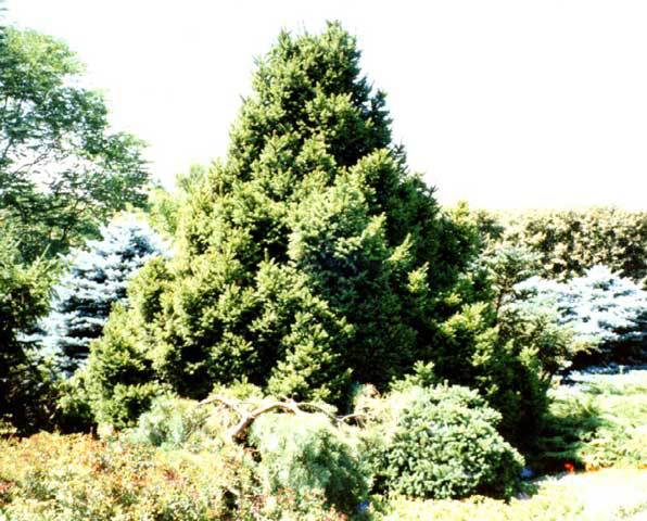 Picea abies 