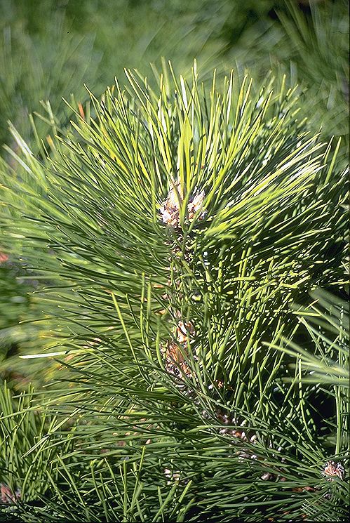 Pinus nigra 