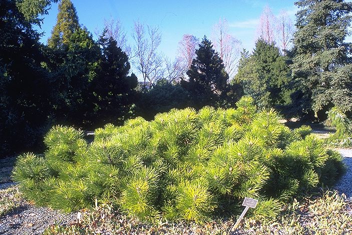 Pinus nigra 