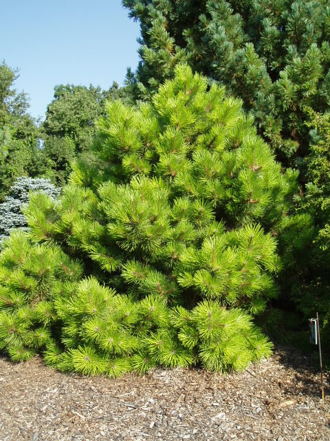 Pinus nigra 