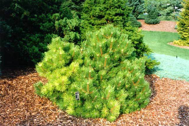 Pinus nigra 