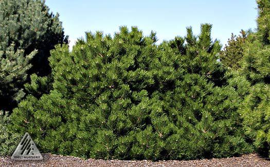 Pinus nigra 