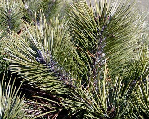 Pinus nigra 