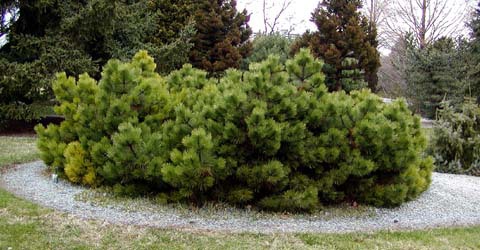 Pinus nigra 