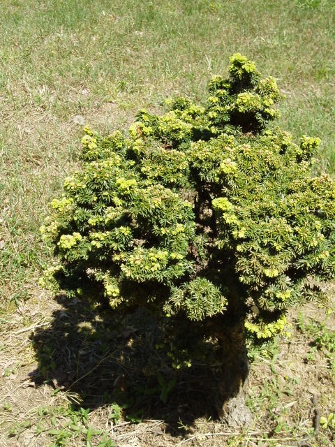 Tsuga canadensis 