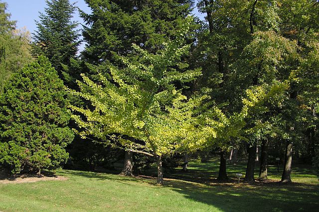 Ginkgo biloba 