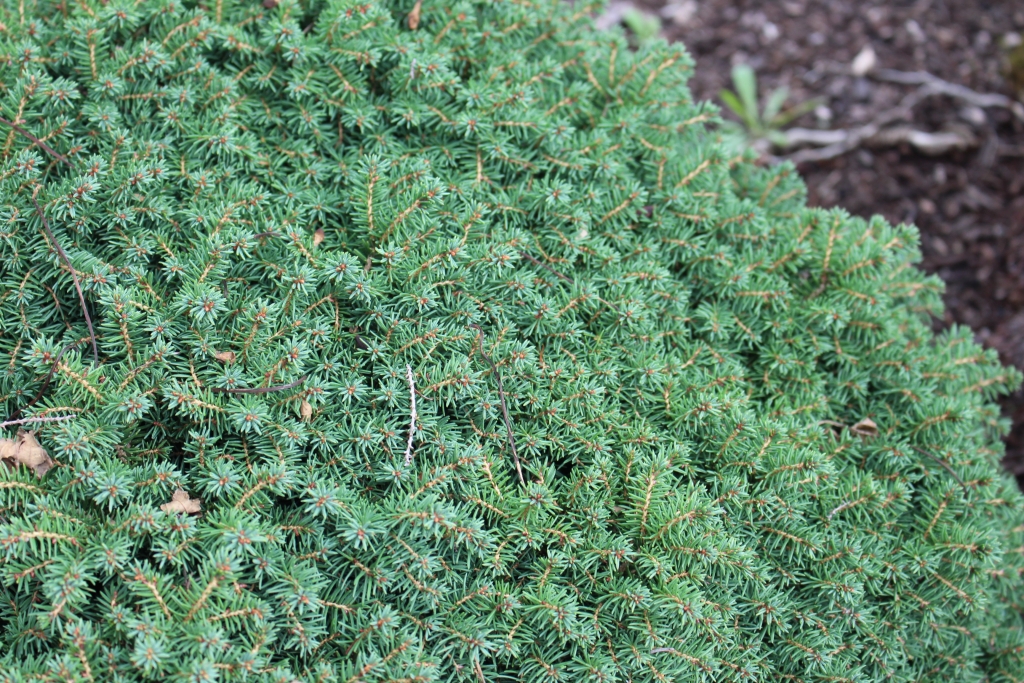 Picea abies 