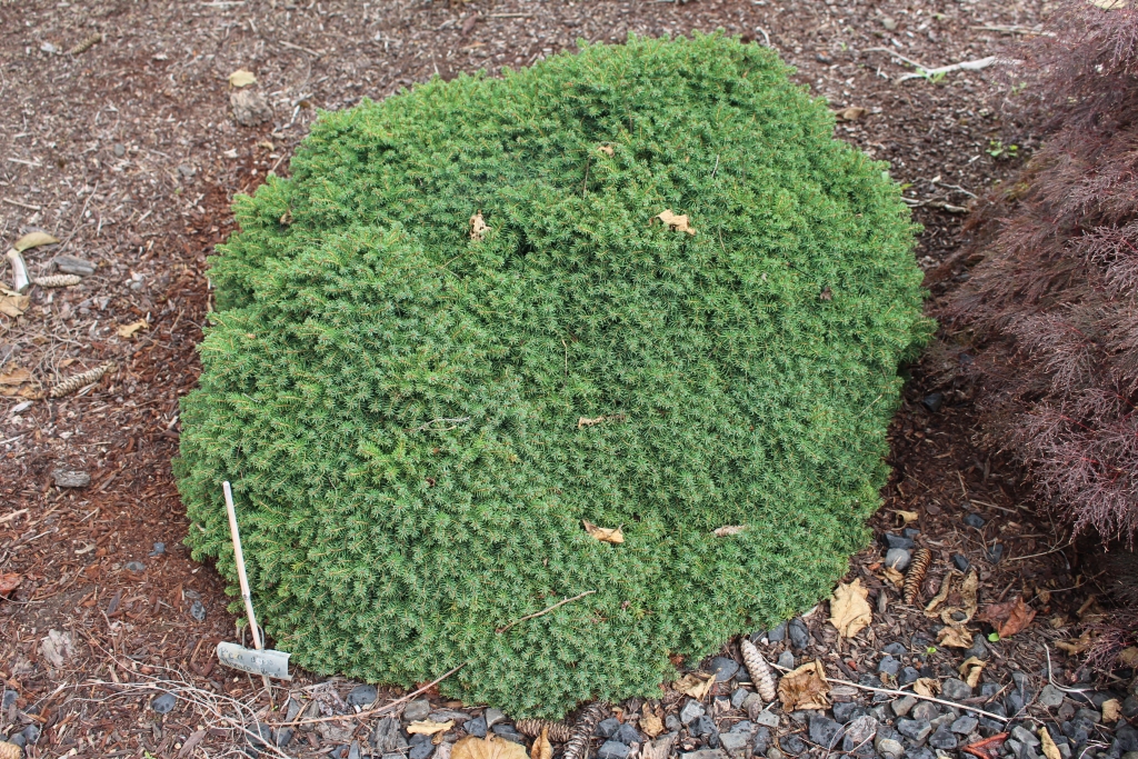 Picea abies 