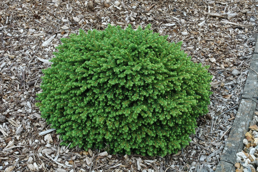 Picea abies 