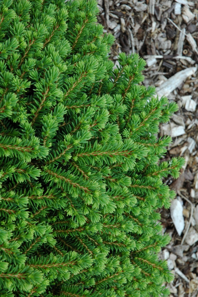 Picea abies 