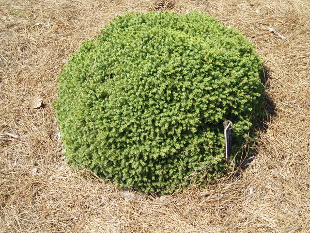 Picea abies 