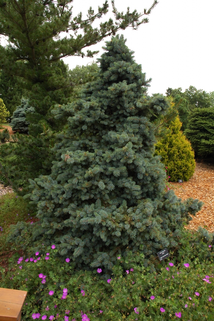 Picea engelmannii 