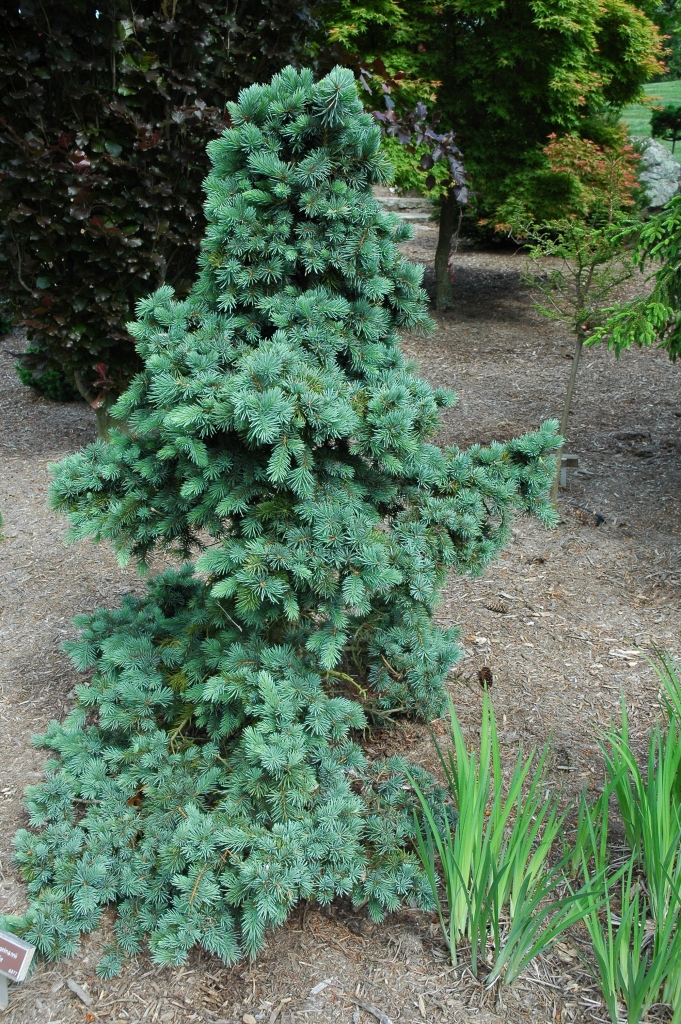 Picea engelmannii 