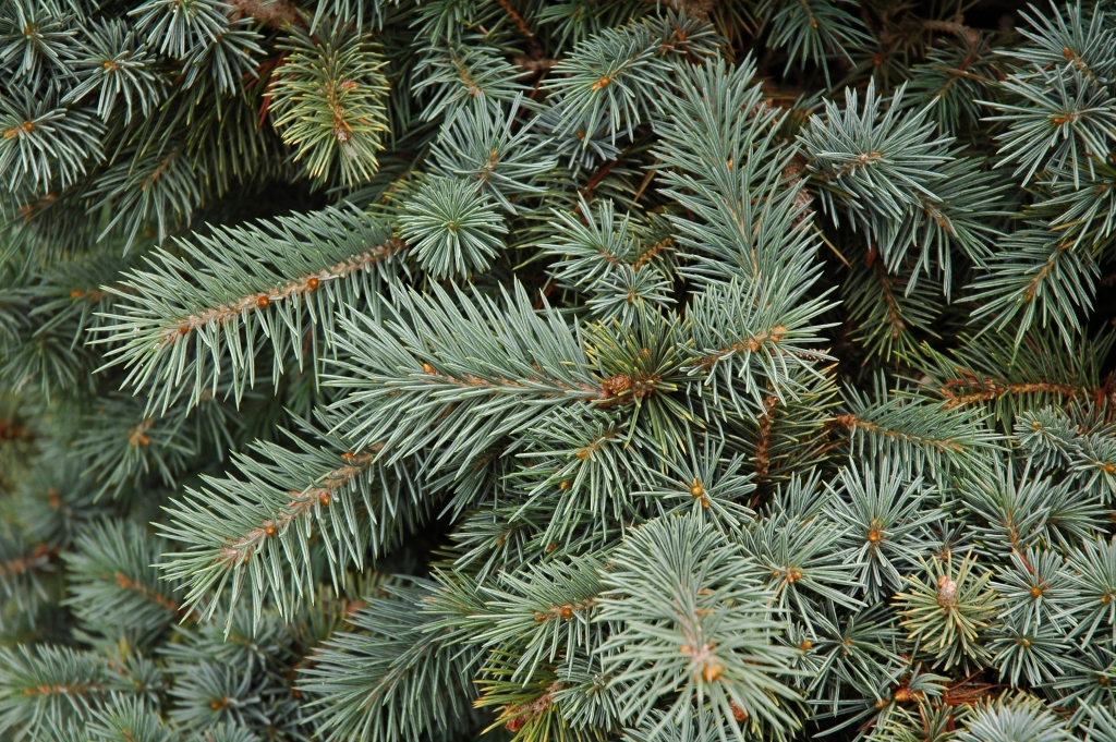 Picea engelmannii 