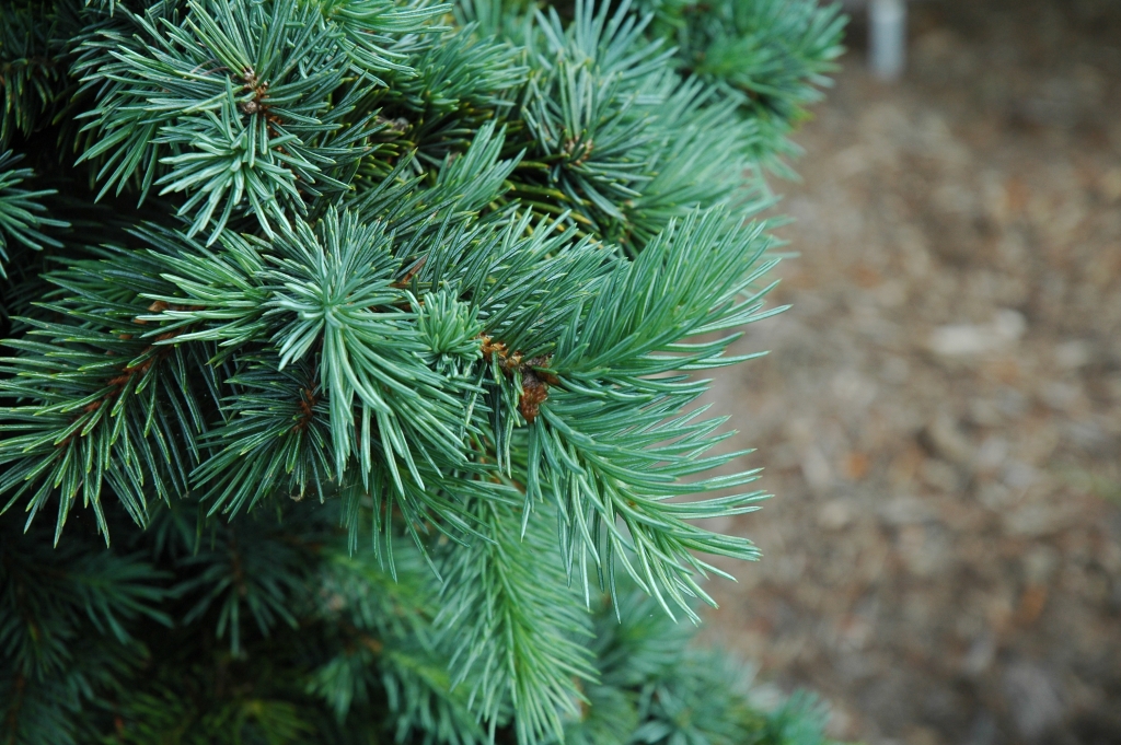 Picea engelmannii 
