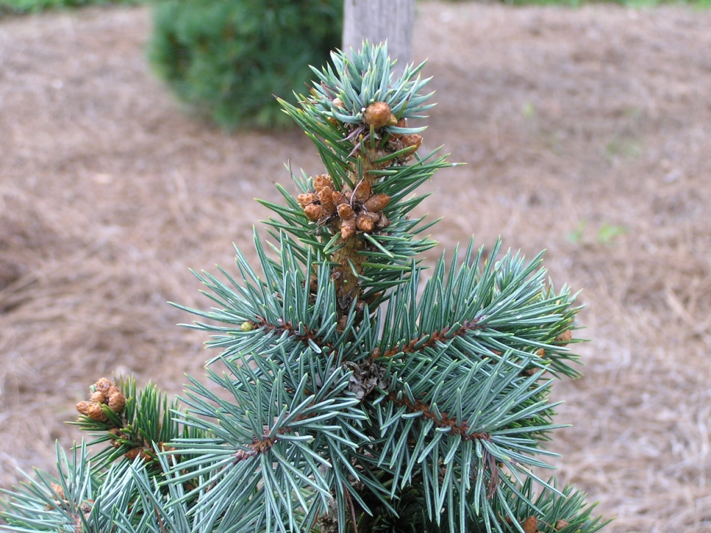 Picea engelmannii 