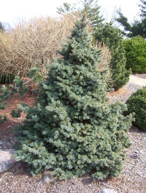 Picea engelmannii 