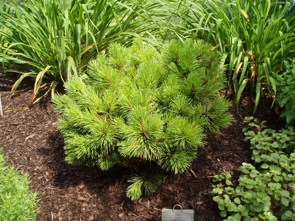 Pinus mugo 