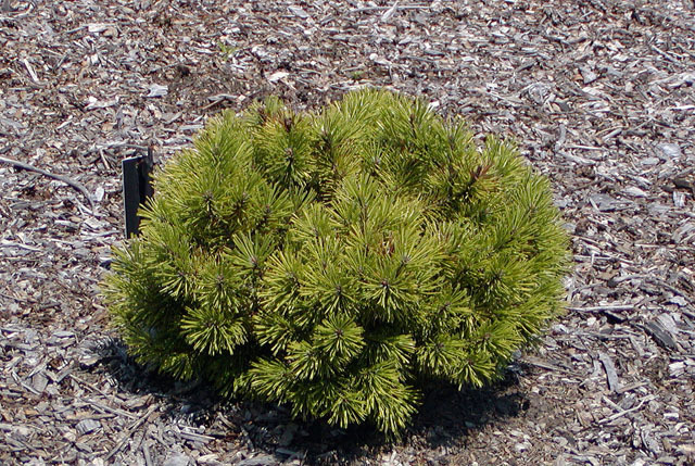 Pinus mugo 