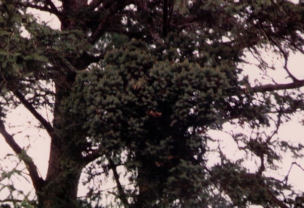 Picea abies 