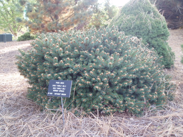 Picea abies 