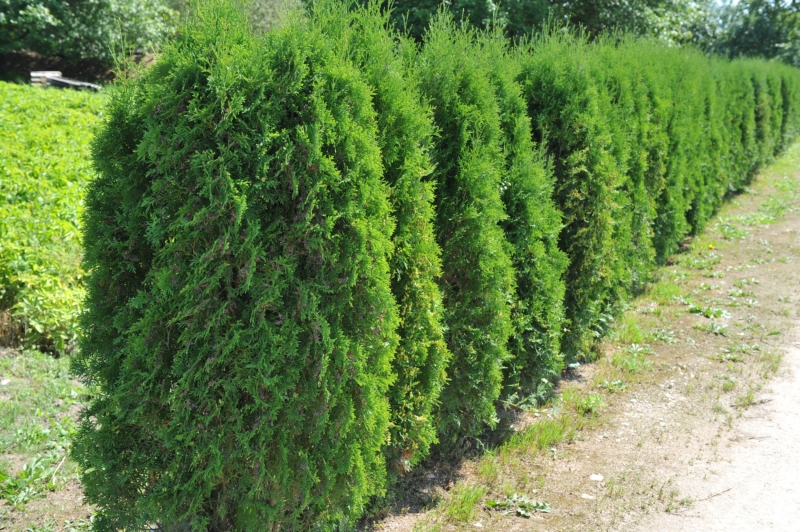 Thuja occidentalis 