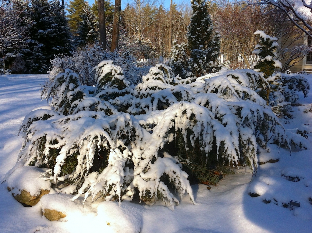 Juniperus squamata 
