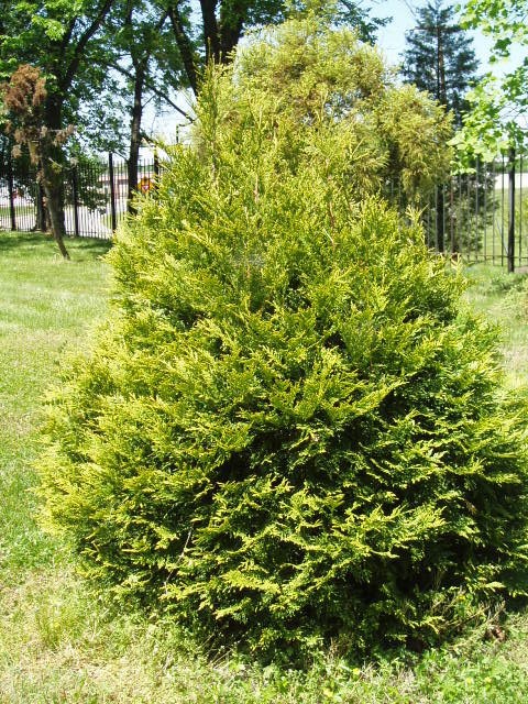 Thuja plicata 