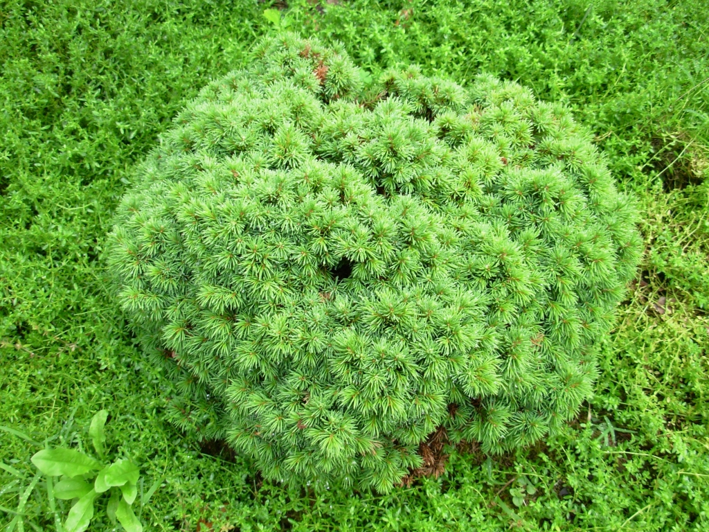 Picea glauca 