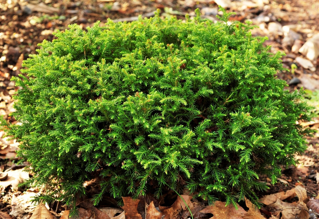 Cryptomeria japonica 