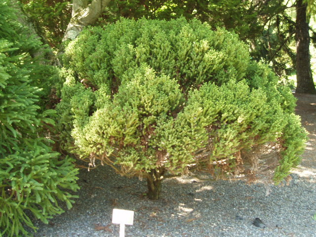 Cryptomeria japonica 