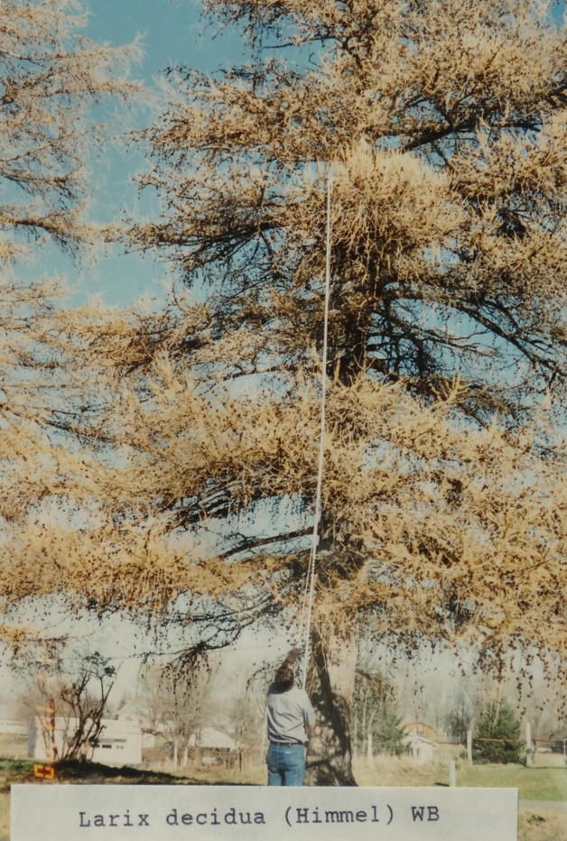 Larix decidua 