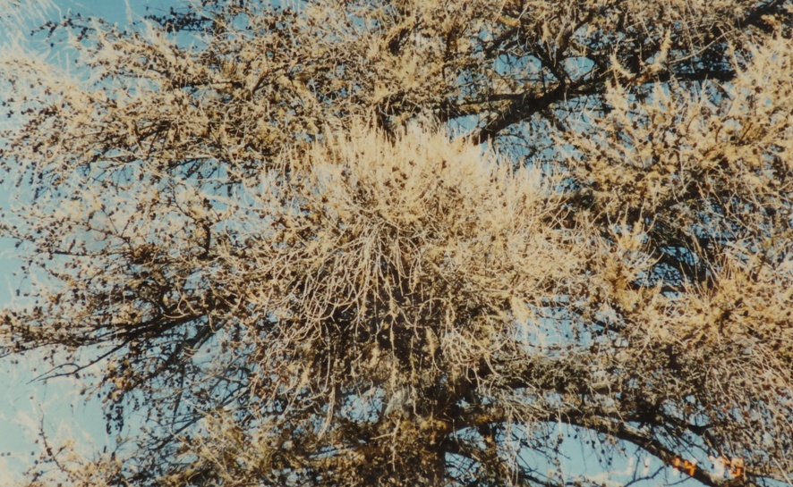 Larix decidua 